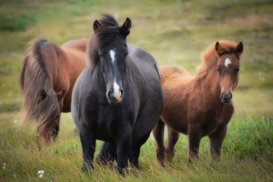 shallow, focus photography, black, horse, two, brown, horses, green, grass field, iceland