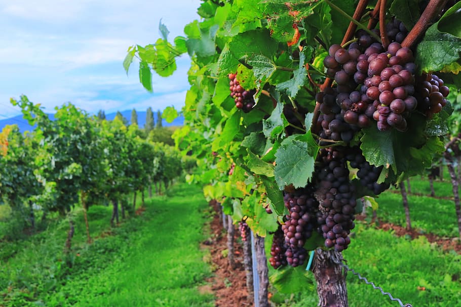 grapes farm, wine, wine harvest, grapes, vintage, autumn, plant, leaf, vineyard, autumn colours