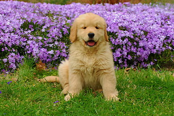Royalty Free Golden Retriever Puppy Photos Free Download Pxfuel