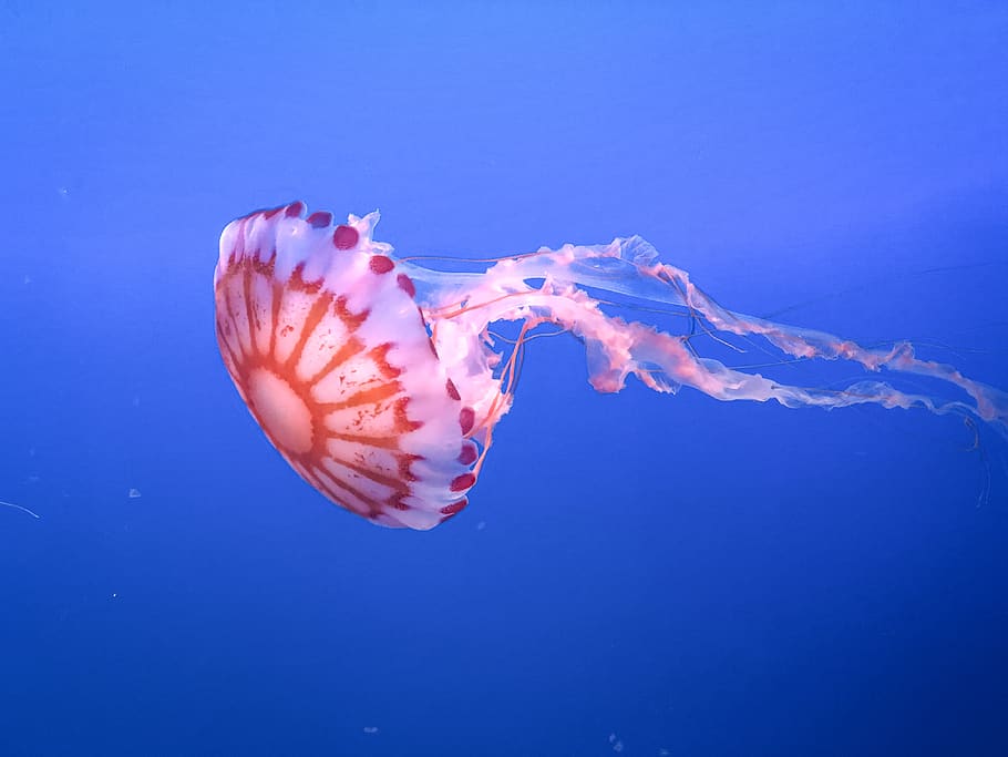 jellyfish, water, animal, blue, texture, nature, ocean, underwater, creature, wildlife