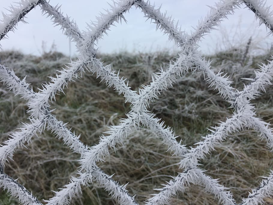 Ripe, Winter, Fence, Cold, Freeze, ze, nature, pattern, backgrounds, full frame