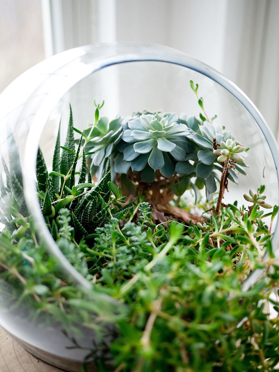 sukulen, tanaman, terarium kaca, mangkuk kaca, tumbuh, dekorasi, hijau, gelas, mangkuk, warna hijau