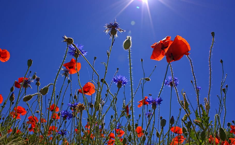 red, clustered, flower, blue, sky, field of poppies, sun, spring, nature, summer