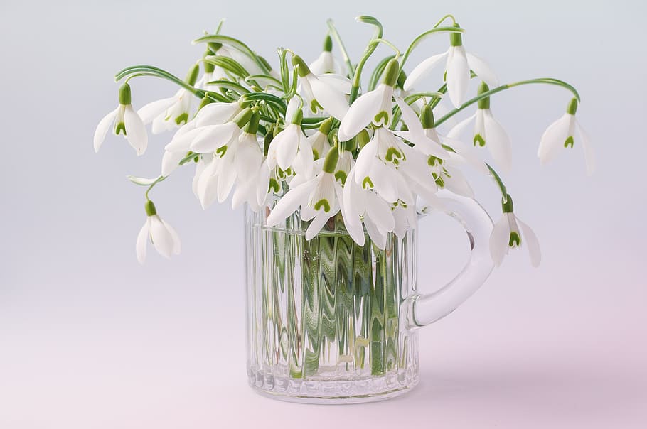 white, petaled flowers, clear, glass pitcher, flowers, spring flowers, snowdrop, harbinger of spring, early bloomer, spring