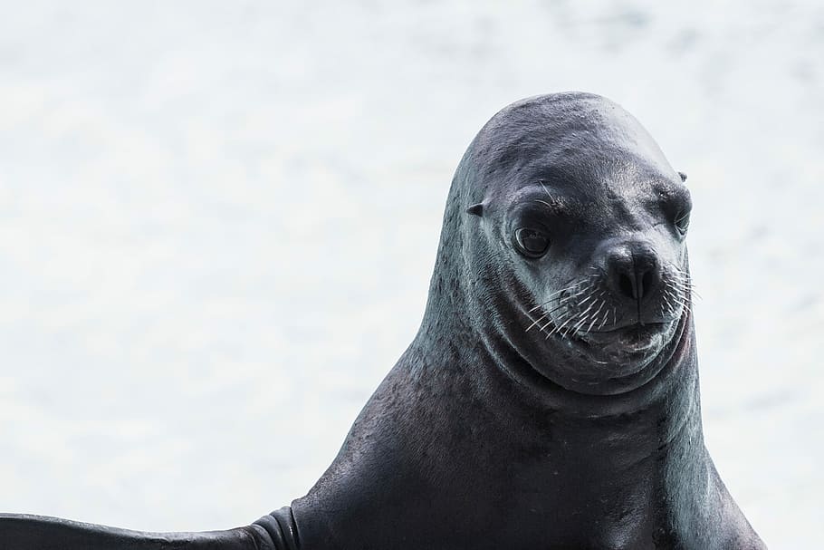 black sea lion, black sea, sea Lion, mammal, animal, sea, seal - Animal, wildlife, nature, beach