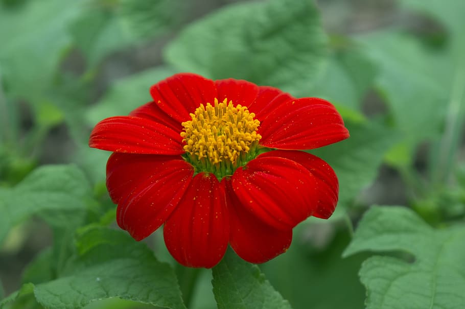 flower asteraceae, red, tansy, natural, flower, flowering plant, plant, freshness, beauty in nature, fragility