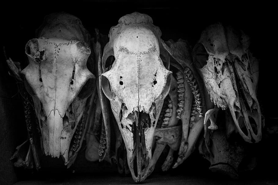 白い頭蓋骨の装飾, 白い頭蓋骨, オブジェクト, 怠惰な骨, コレクション, 怖い, ハロウィーン, 不気味な, スケルトン, 生物学