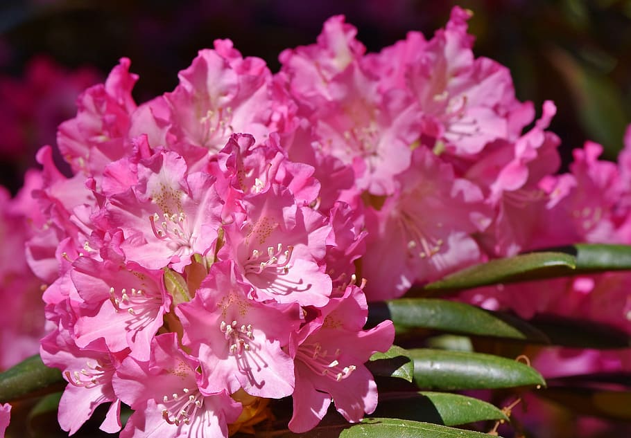 розовый, цветы, мелкий, сфокусировать фотографию, рододендрон, бутоны рододендрона, цветок рододендрона, розовый рододендрон, бутон, цвести