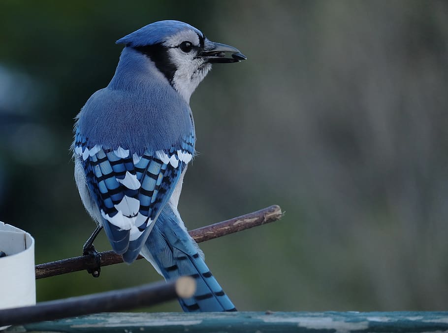 blue jay, bird, plumage, blue, colorful, animal themes, vertebrate, animal, one animal, animal wildlife
