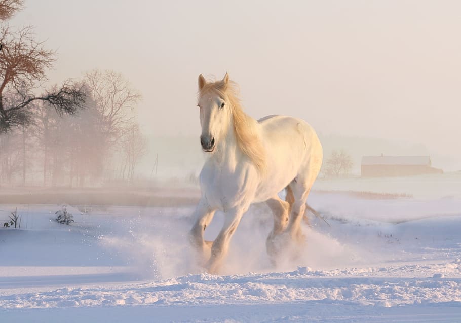 branco, cavalo, corrida, neve, natal, inverno, cavalo branco, férias, cartão, floco de neve