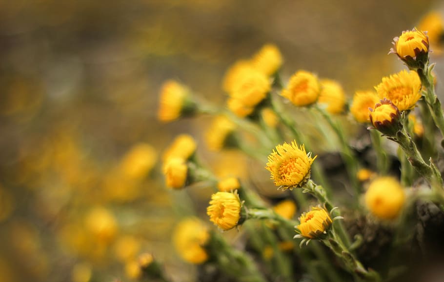 tussilago farfara, flowers, medicinal plant, tussilago, springtime flowers, spring, yellow, early bloomer, composites, close