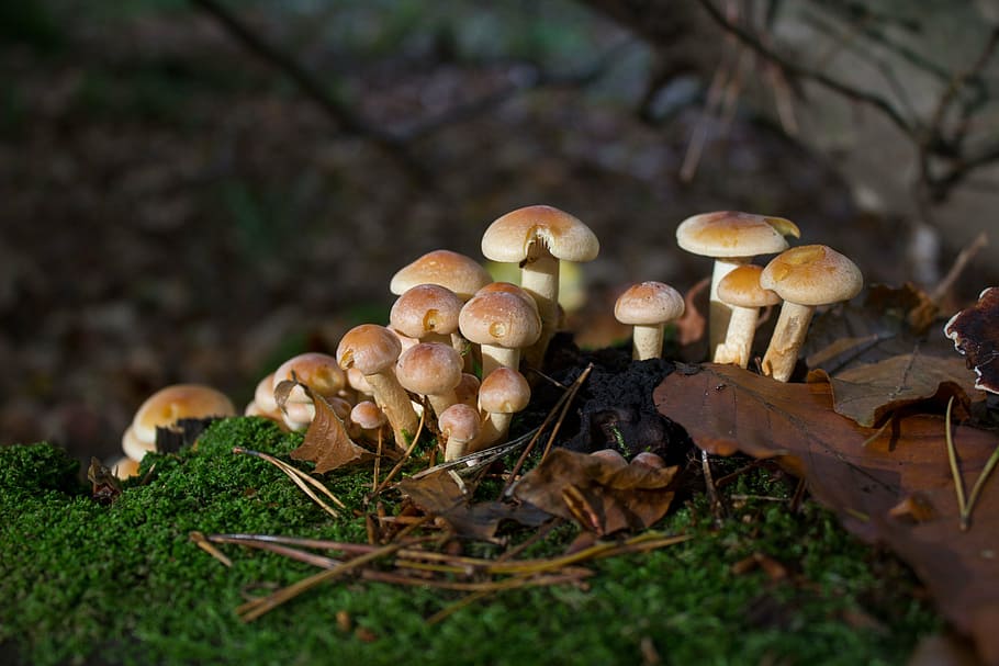 jamur, musim gugur, hutan, alam, jamur di pohon, musim, di luar ruangan, makanan dan minuman, jamur payung, hari
