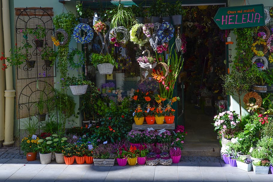 person, taking, helena flower shop, Helena, flower shop, flower, love, nature, shop, store