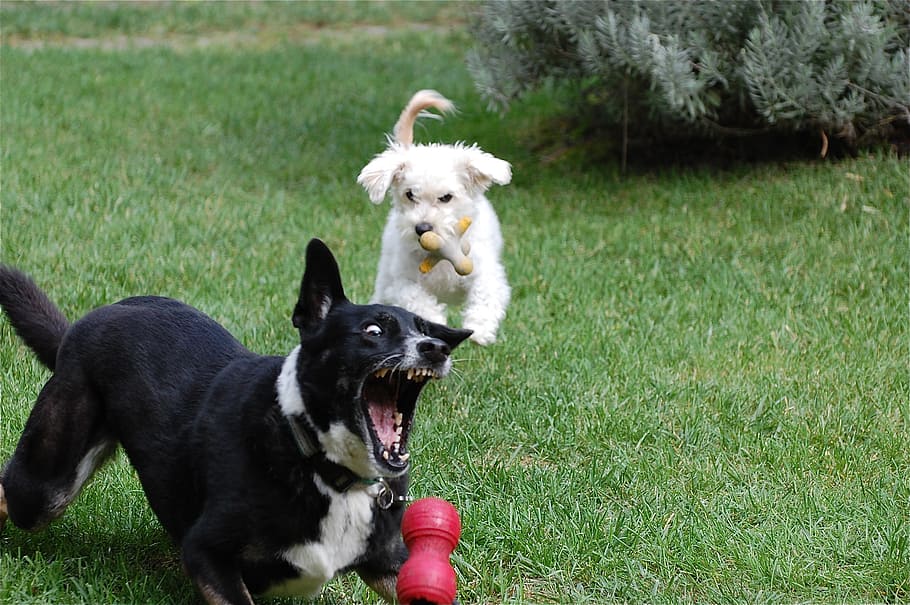 dogs, playing, ball, fetch, teeth, animal, fun, grass, play, canine