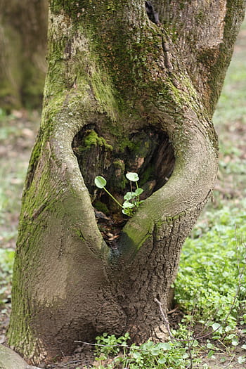 Página 2 | Fotos corazón en el bosque libres de regalías | Pxfuel