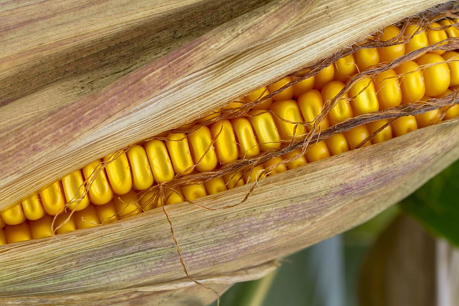 corn, corn on the cob, fodder maize, cereals, corn kernels, corn on the cob hair, yellow, close-up, wood - material, day