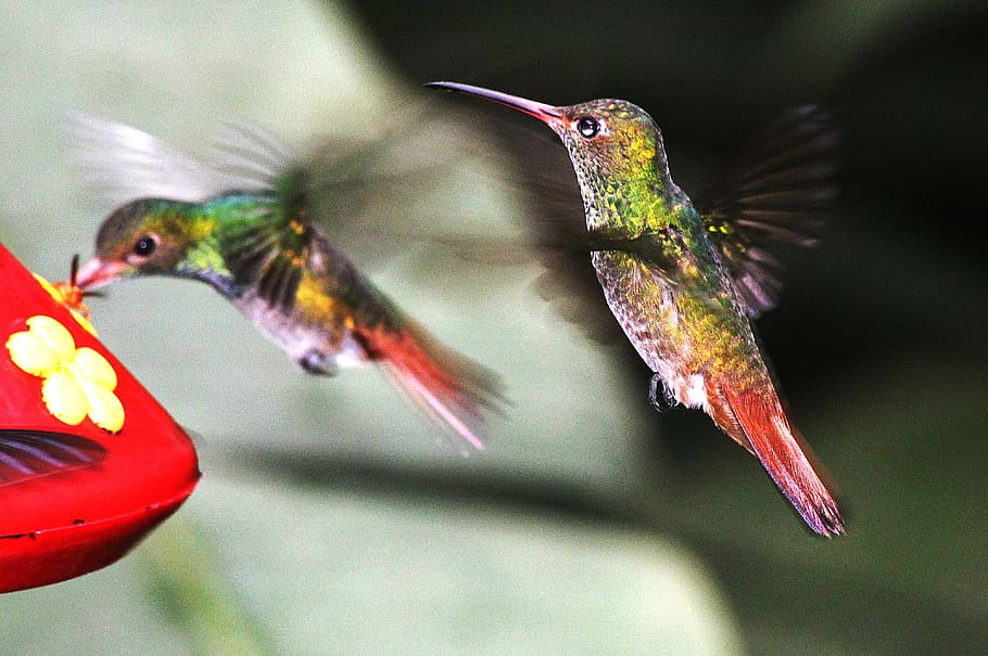 two, flying, humming birds, nature, birds, hummingbirds, hummingbird, bird, animal, hovering