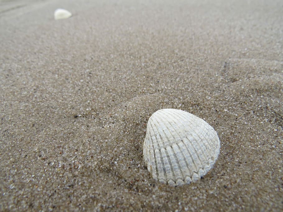 Areia, concha, mar, praia, concha do mar, trecho da praia, mar báltico, praia de areia, natureza, dia