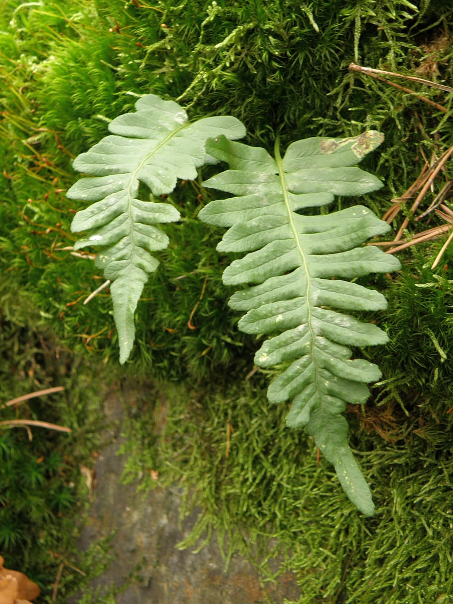 fern, sheet, detail, polypodium, plant, green color, growth, leaf, plant part, nature