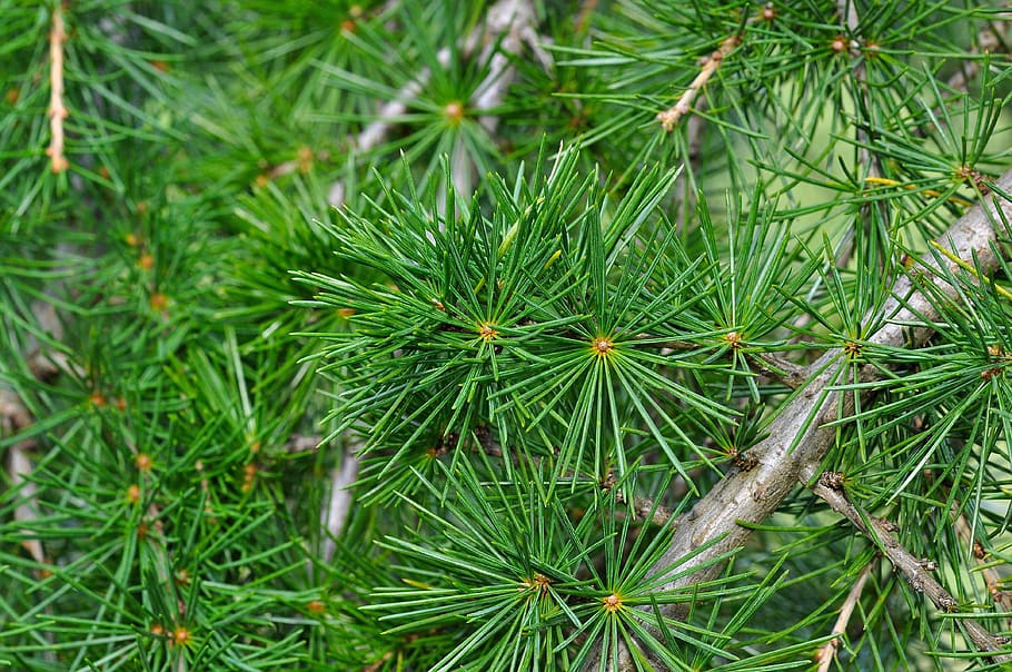 Cedar Branch, Needle, cedar, branch, conifer, tree, nature, macro, photosynthesis, green color