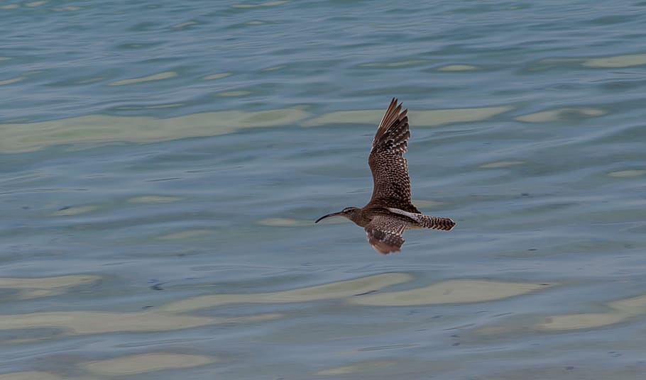 curlew in flight, curlew, bird, wading bird, wading bird flying over sea, wader, long, bill, beak, shorebird