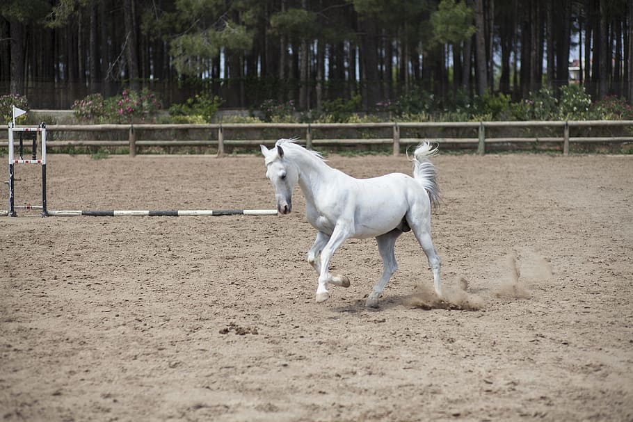 white horse, horse, barn, the horses are, stallion, animal, cute, mammal, thoroughbred horse, nature
