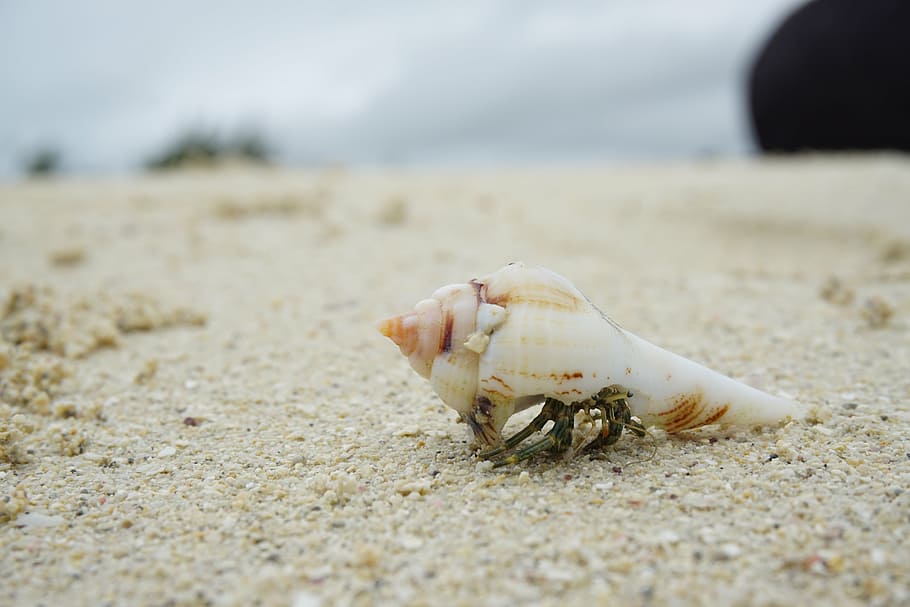 white, shell, sand beach shore, daytime, beach, crab, cancer, meeresbewohner, nature, sea animals