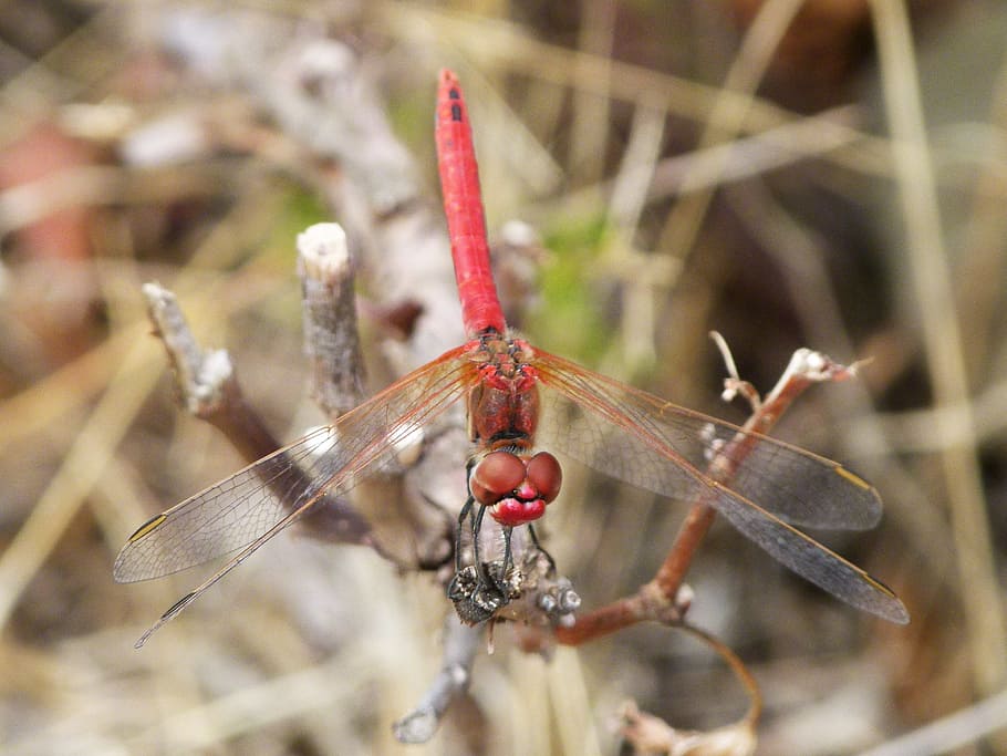 red dragonfly, dragonfly, vine, sympetrum meridionale, overhead view, animal themes, animal, invertebrate, one animal, animal wildlife