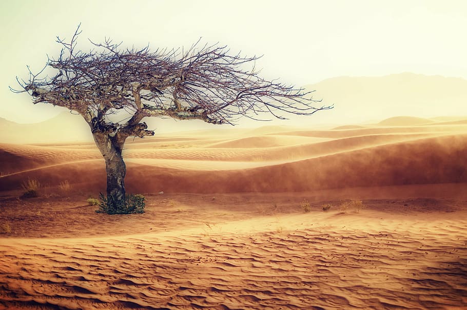 leafless tree, desert, drought, landscape, sand, tree, nature, sand dune, dry, hot