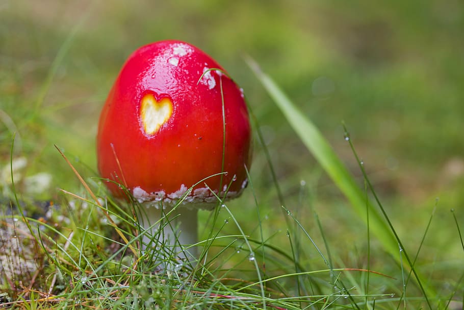red, white, plant, grass field, fly-agaric, mushroom, landscape, meadow, red mushroom, nature
