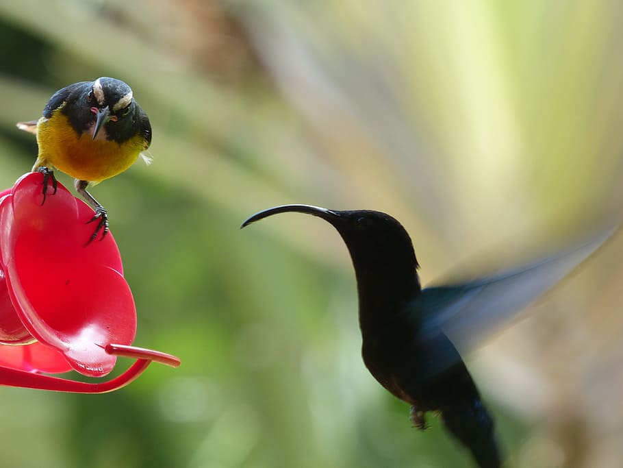 colibrí, vuelo, comedero, pájaro, mosca del pájaro, veranda, martinica, antillas, jardín, Temas de animales