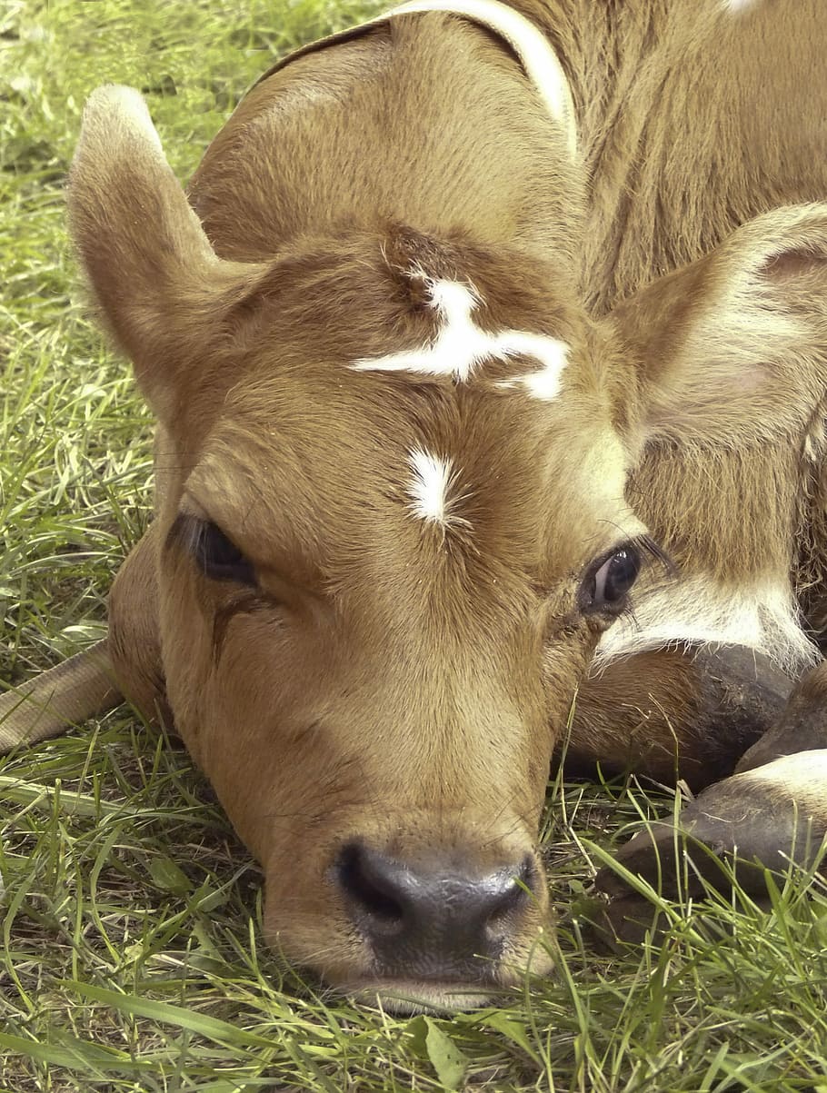 Calf, Farm Animal, Animal, Farm, Cute, Cattle, farm, cow, baby, adorable, sad