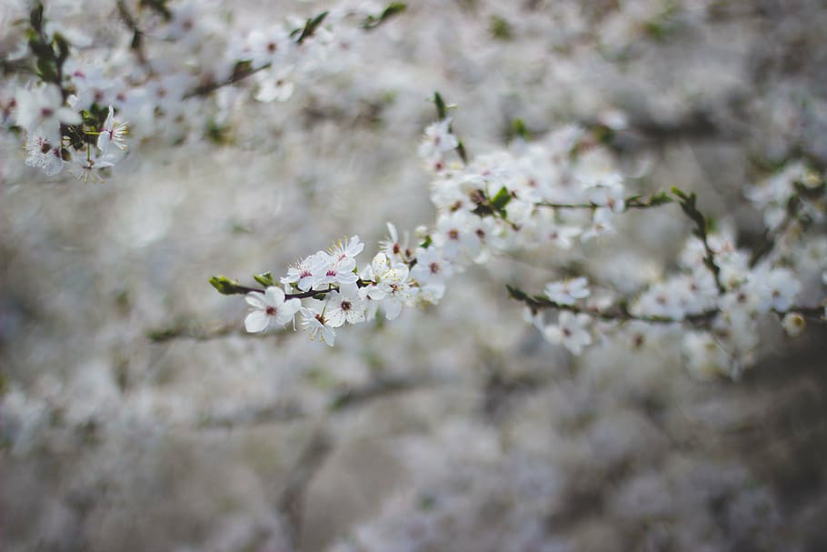 closeup, foto, putih, bunga petaled, bunga, mekar, bokeh, blur, pohon, tanaman