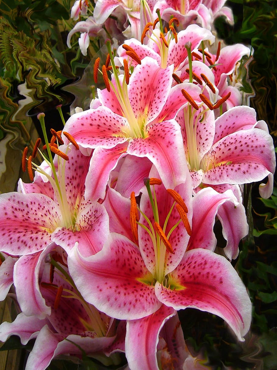 oriental, lily flowers, closeup, Pink, Lilies, Lily, Flowers, Stargazer, lily, flowers, floral