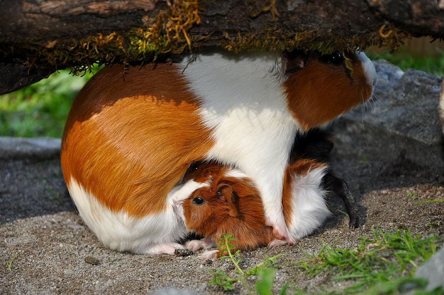 guinea pig, pet, nager, animal themes, animal, mammal, vertebrate, group of animals, two animals, nature
