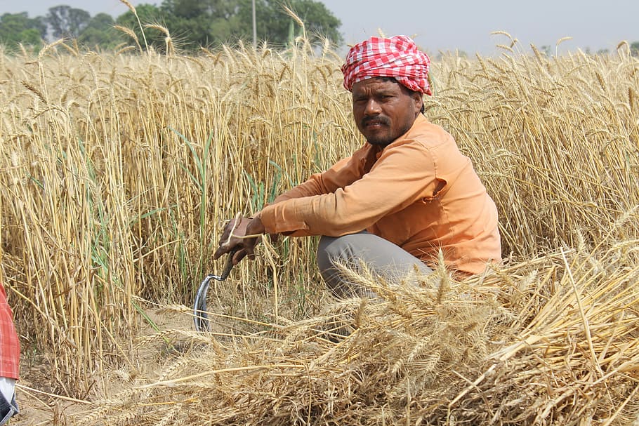 man, holding, gray, sickle, Wheat Fields, Punjab, Patiala, Men, farmer, india