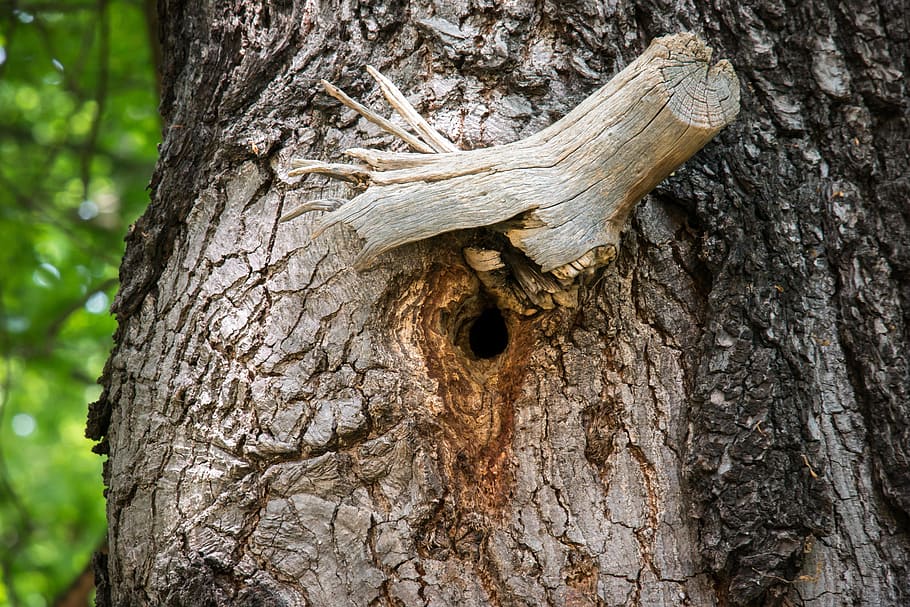 knothole, nest, nesting place, hole, tree, bark, branch, cave, bird's nest, wood