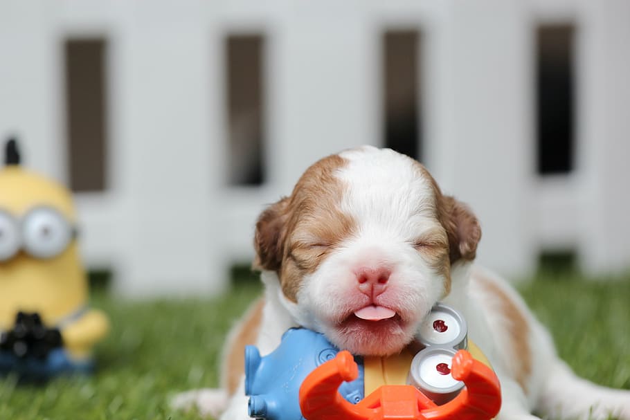 foto de cambio de inclinación, de capa corta, tostado, blanco, cachorro, al lado, juguete de plástico minion, chihuahua, perro, lindo