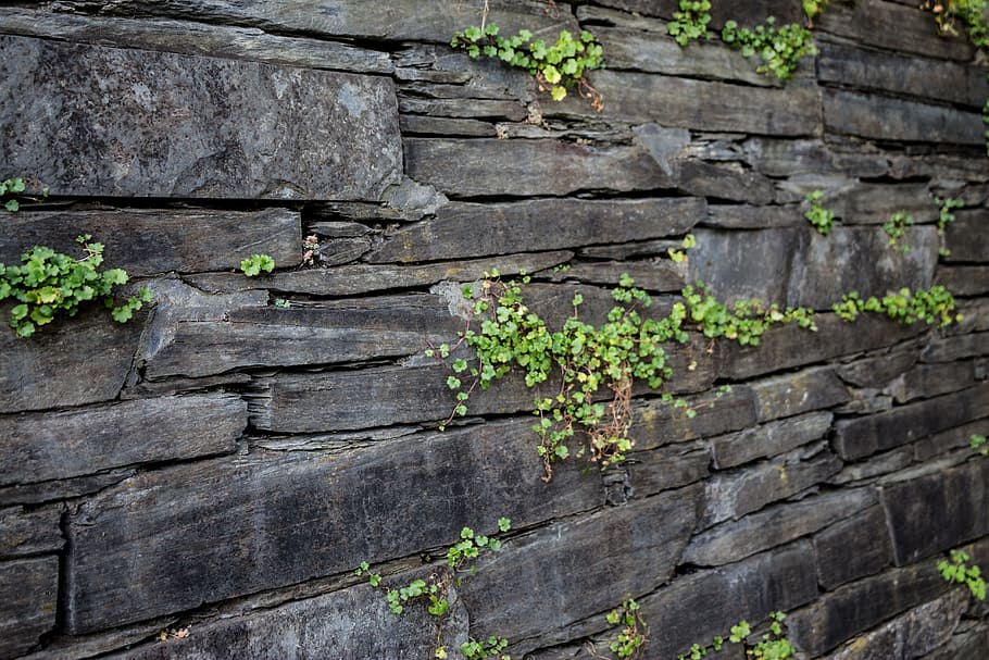hijau, berdaun, tanaman, batu, dinding, struktur, tekstur, latar belakang, pola, dinding batu