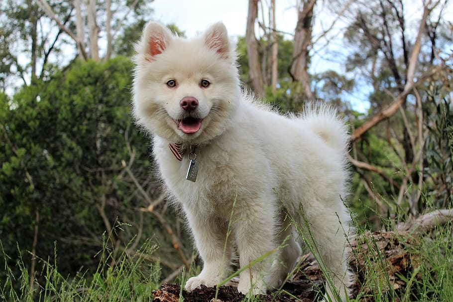 white, samoyed puppy, standing, brown, wood log, trees, daytime, happy, dog, animal