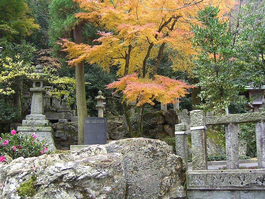 japão, outono, paisagem, árvore, plantar, mudança, crescimento, arquitetura, natureza, beleza na natureza