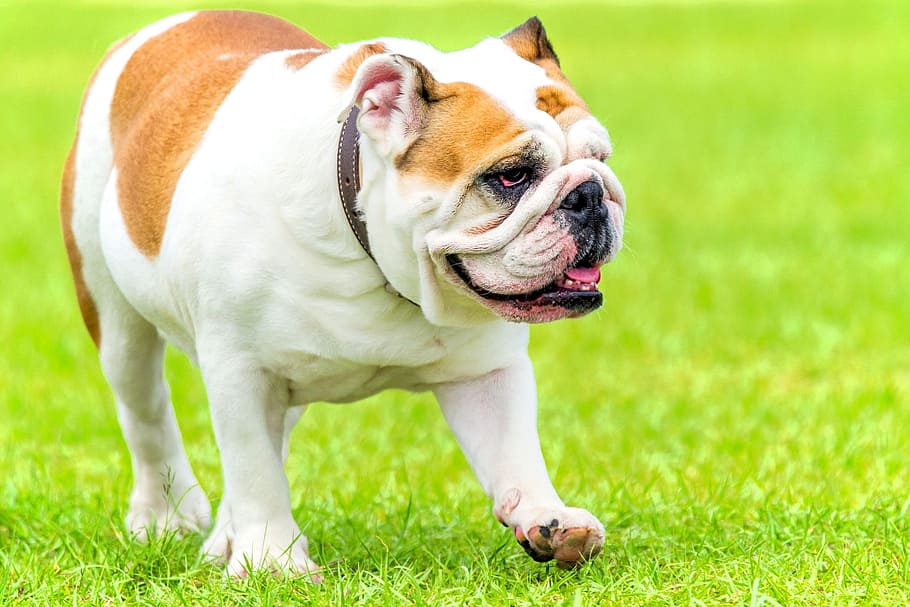 adult, white, brown, bulldog, walking, lawn, english bulldog, bully, dog, english