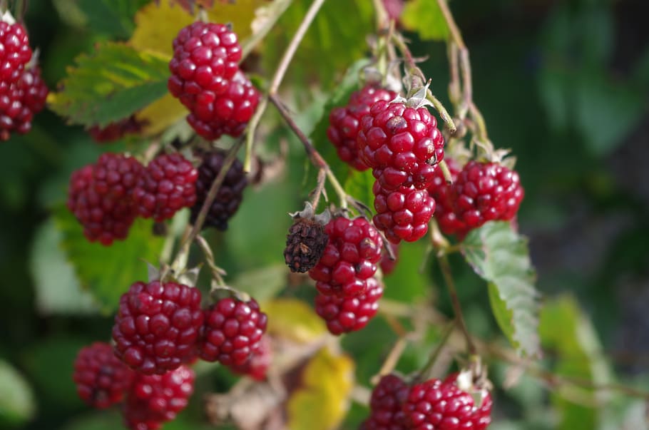 blackberries, plant, macro, nature, fruit, bramble, garden, red, sweet, bush
