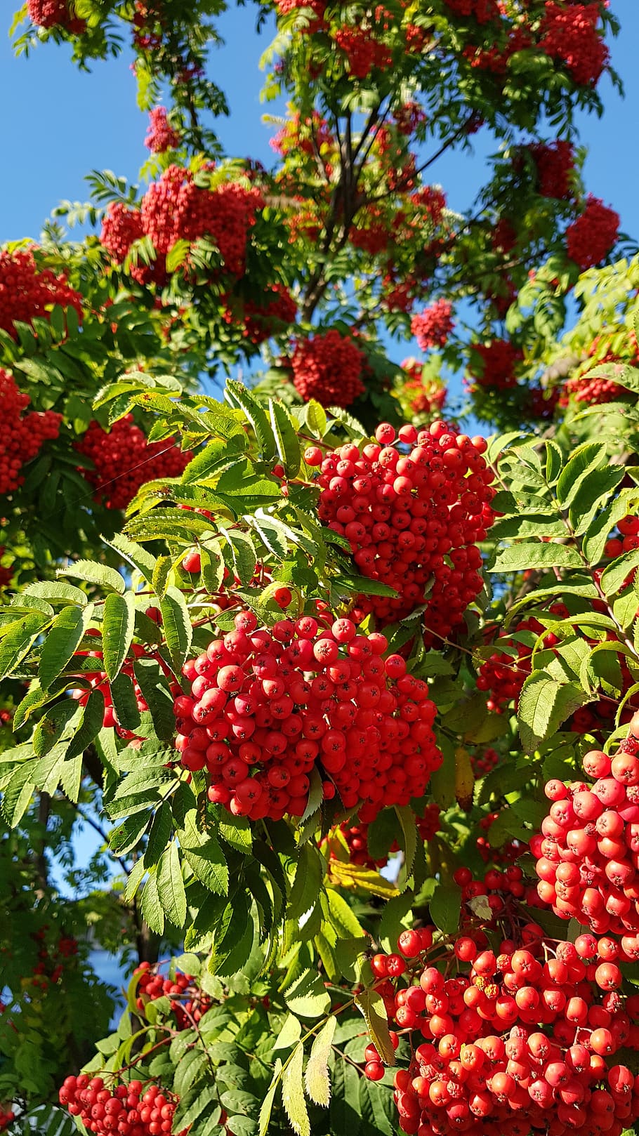 autumn, rowan, nature, september, sheet, leaves, tree, red, berry fruit, healthy eating