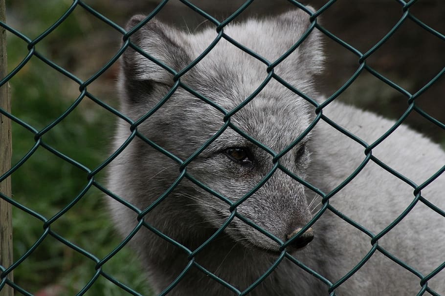 arctic fox, grey, fence, sad, predator, wild animal, winter, fur, cold, hunter