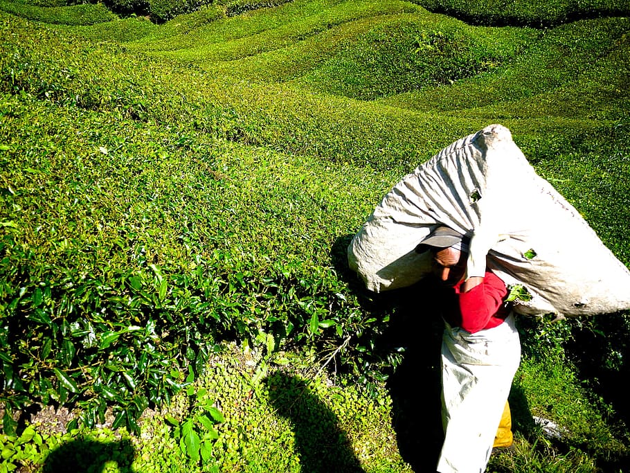茶畑, 茶, キャメロンハイランド, マレーシア, 緑, 自然, プランテーション, 風景, 丘, 一人