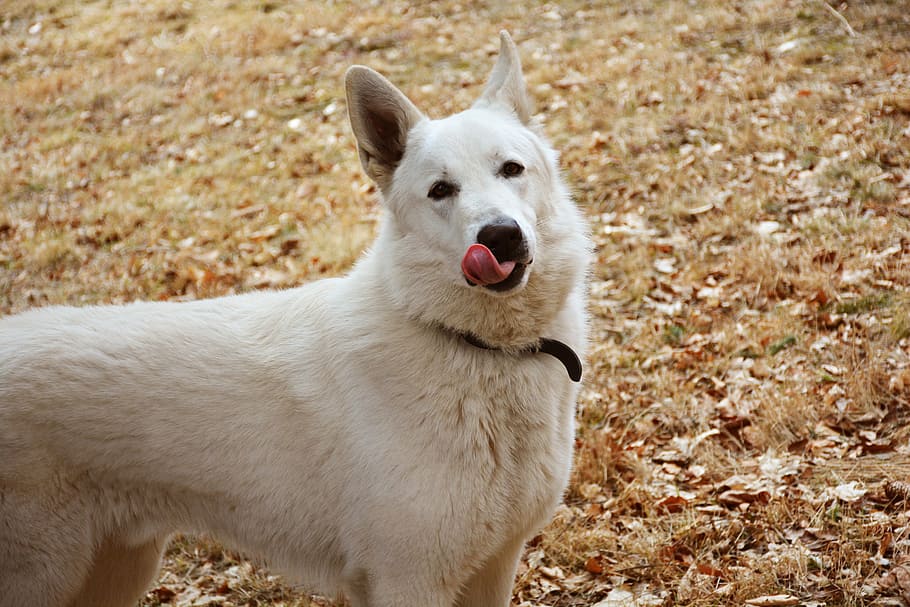 dog, pose, lick, the language of the, white, nature, white dog, pet photography, czech, one animal