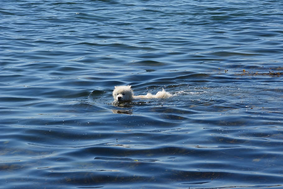 cachorro, água, hundsim, hundbad, nadar, mar, verão, banho, sim, um cachorro um banho