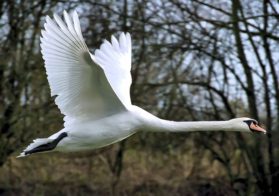 white, black, swan, flying, mute swan, bird, wildlife, nature, waterfowl, wings