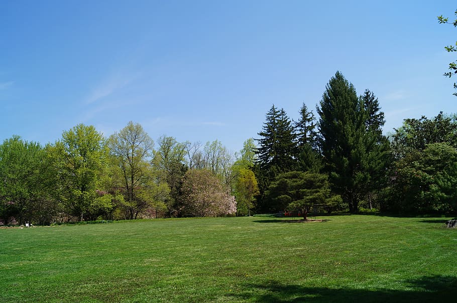 green, grass field, daytime, Yard, Trees, Landscape, park, landscaping, manicured, lawn